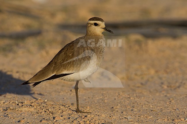 Winter plumaged Sociable Lapwing (Vanellus gregarius). stock-image by Agami/Daniele Occhiato,