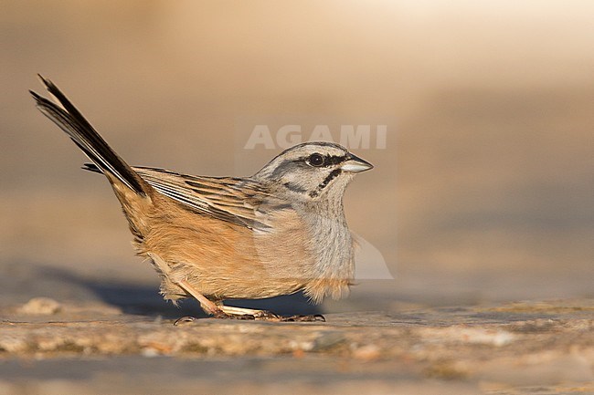 Rock Bunting -Zippammer - Emberiza cia ssp. cia, Spain, adult male stock-image by Agami/Ralph Martin,