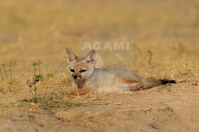 Bengaalse vos, Indian Fox, Vulpes bengalensis stock-image by Agami/Laurens Steijn,