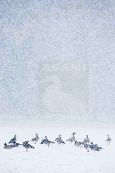 Grauwe Gans groep staand in sneeuw; Grey-lag Goose group perched in snow stock-image by Agami/Menno van Duijn,