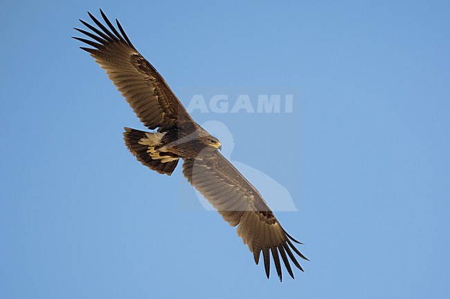 Onvolwassen Bastaardarend in de vlucht; Immature Greater Spotted eagle in flight stock-image by Agami/Daniele Occhiato,