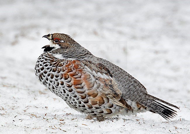 Hazelhoen in de winter; Hazel Grouse in winter stock-image by Agami/Markus Varesvuo,