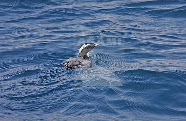 Japanese Murrelet (Synthliboramphus wumizusume) swimming off Japan. stock-image by Agami/Pete Morris,