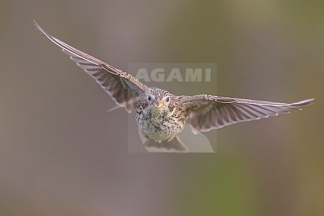 Corn Bunting, Emberiza calandra, in Italy. stock-image by Agami/Daniele Occhiato,