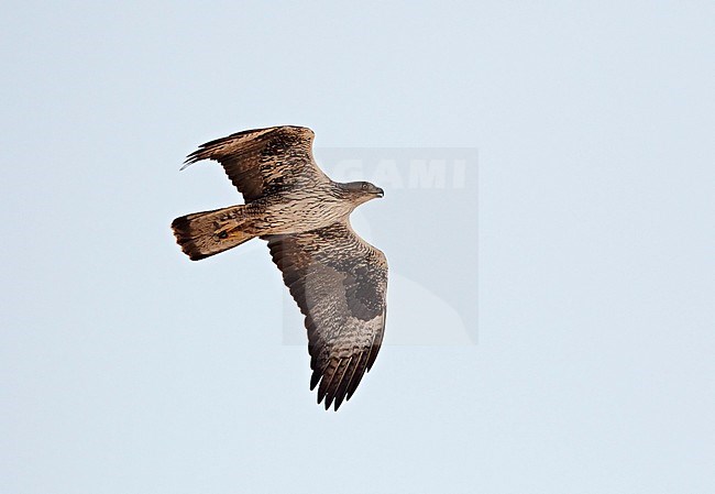 Adulte Havikarend in vlucht; Adult Bonelli's Eagle (Aquila fasciata) in flight stock-image by Agami/Tomi Muukkonen,