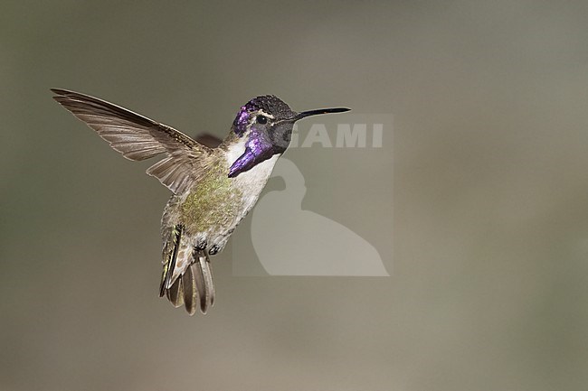 Adult male
Riverside Co., CA
April 2022 stock-image by Agami/Brian E Small,