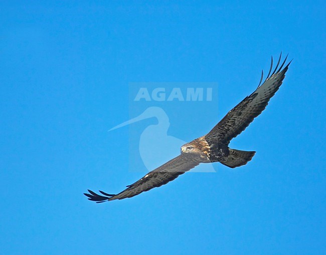 Common Buzzard flying; Buizerd vliegend stock-image by Agami/Markus Varesvuo,