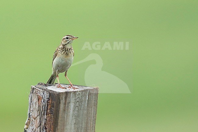 Richard's Pipit, Anthus richardi ssp. richardi, Russia (Baikal), adult stock-image by Agami/Ralph Martin,