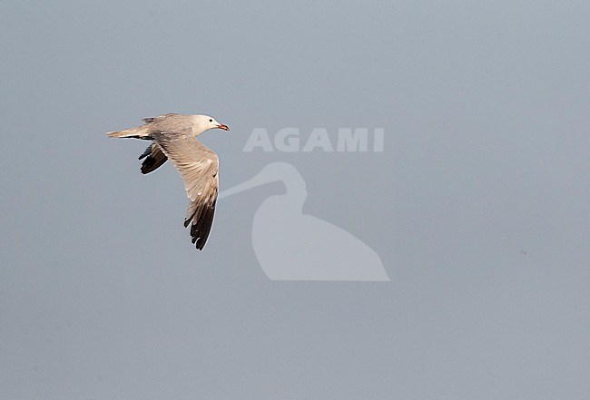 Second-summer Audouin's Gull (Ichthyaetus audouinii) patrolling over a beach in southern Spain. stock-image by Agami/Marc Guyt,