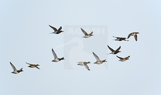 Toppers in vlucht; Greater scaups in flight stock-image by Agami/Markus Varesvuo,