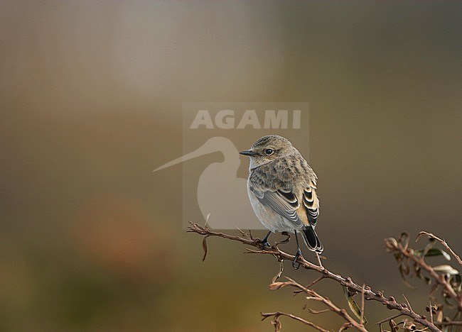 Onvolwassen Aziatische Roodborsttapuit op Helgoland, Duitsland; Immature Siberian Stonechat (Saxicola maurus) on Heligoland, Germany stock-image by Agami/Bas van den Boogaard,