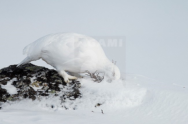 Vrouwtje Alpensneeuwhoen in winterkleed, Female Rock Ptarmigan in winterplumage stock-image by Agami/Markus Varesvuo,