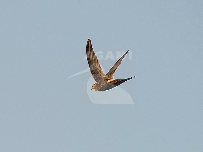 Side view of a White-rumped Swift (Apus caffer) in flight, raised wings. Spain stock-image by Agami/Markku Rantala,