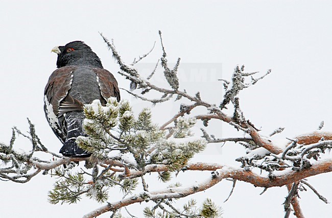 Mannetje Auherhoen in de winter; Male Western Capercaillie in winter stock-image by Agami/Markus Varesvuo,
