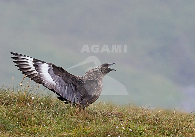 Roepende Grote Jager; Great Skua calling stock-image by Agami/Markus Varesvuo,