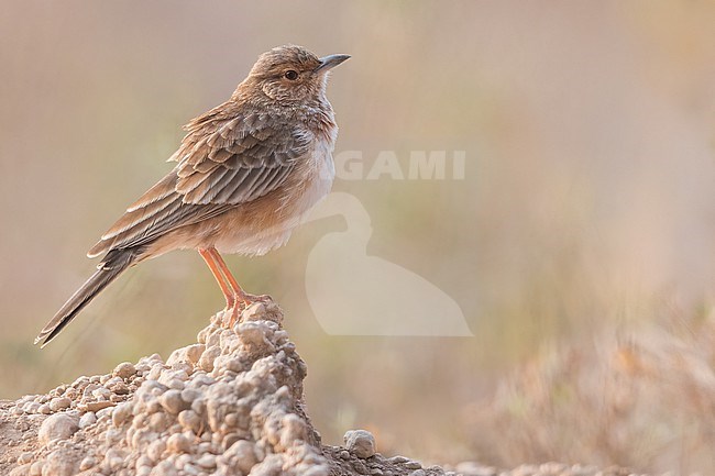 Pink-breasted Lark (Calendulauda poecilosterna) perched on a rock in Tanzania. stock-image by Agami/Dubi Shapiro,