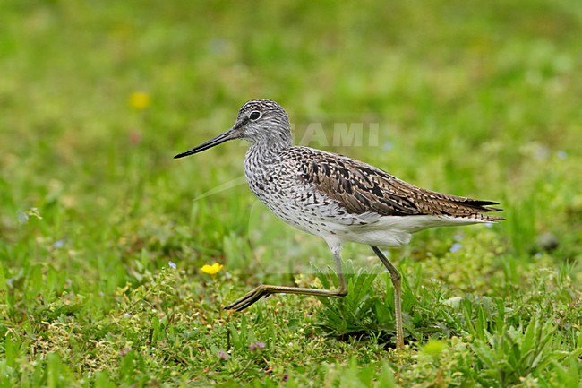 Volwassen Groenpootruiter in zomerkleed; Adult Common Greenshank in summer plumage stock-image by Agami/Daniele Occhiato,