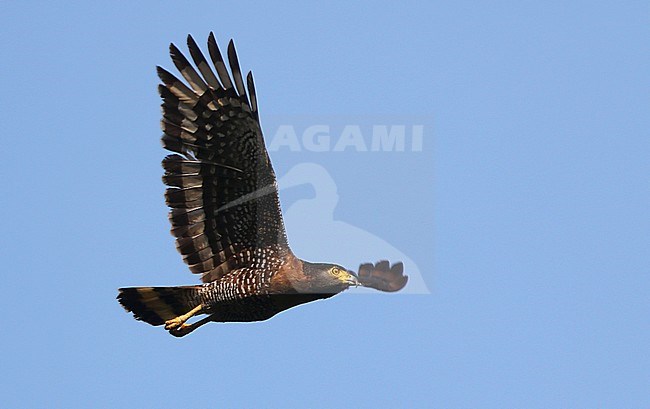 Sulawesi serpent eagle (Spilornis rufipectus) in Sulawesi. stock-image by Agami/James Eaton,