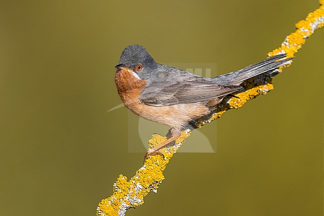 Male Western Subalpine Warbler (Sylvia inornata iberiae) in France. stock-image by Agami/Daniele Occhiato,