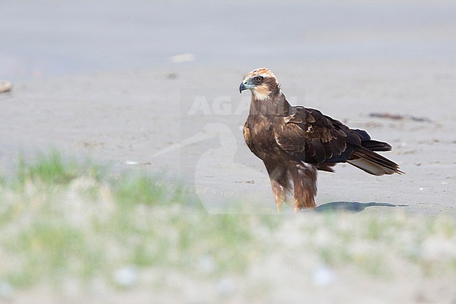 Marsh Harrier (Circus aeruginosus), Standing on the ground, Taqah, Dhofar, Oman stock-image by Agami/Saverio Gatto,