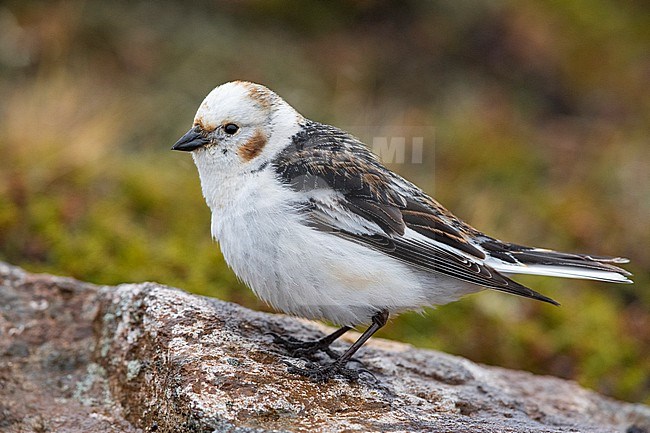 Snow Bunting (Plectrophenax nivalis insulae), side view of an adult male standing on a rock, Northeastern Region, Iceland stock-image by Agami/Saverio Gatto,