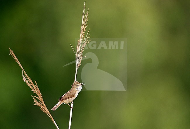 Adult male Blyth's Reed Warbler (Acrocephalus dumetorum) at Voorburg in the Netherlands. Rare spring vagrant. stock-image by Agami/Menno van Duijn,