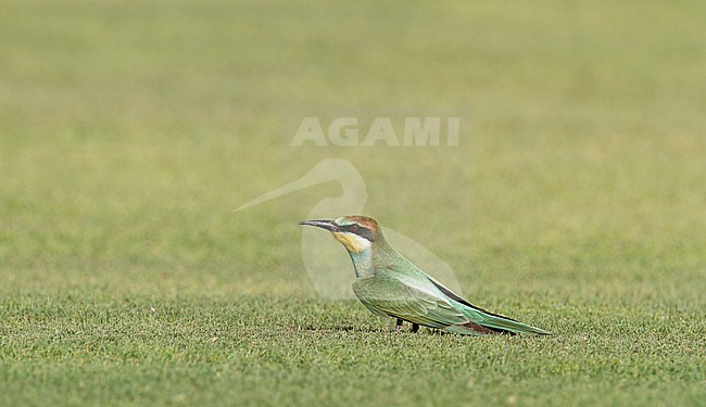 European Bee-eater (Merops apiaster) resting in Egypt during migration stock-image by Agami/Edwin Winkel,