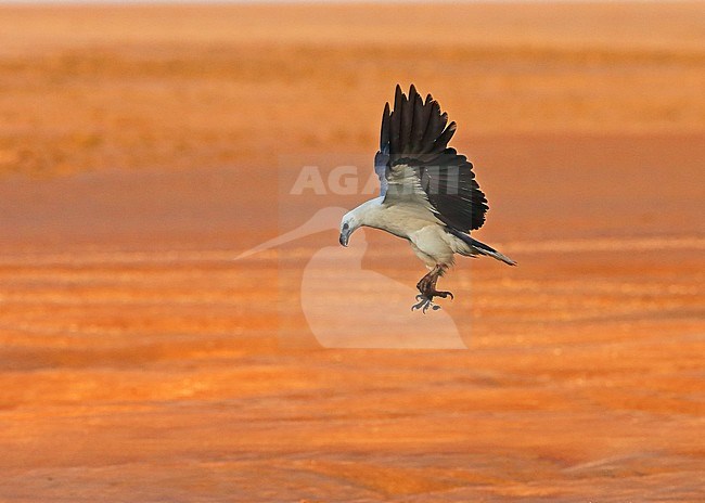 White-bellied Sea Eagle, Icthyophaga leucogaster stock-image by Agami/Georgina Steytler,