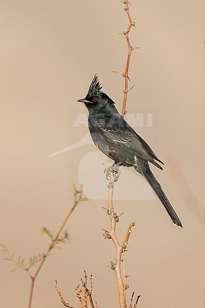 Adult male
San Diego Co., CA
January 2022 stock-image by Agami/Brian E Small,