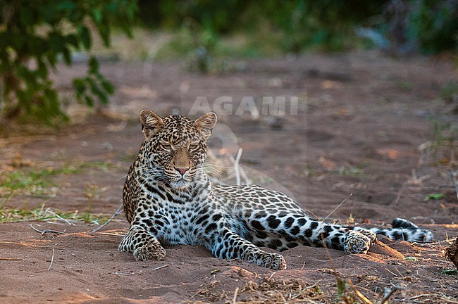 Portrait of a leopard, Panthera pardus, at rest. Mashatu Game Reserve, Botswana. stock-image by Agami/Sergio Pitamitz,