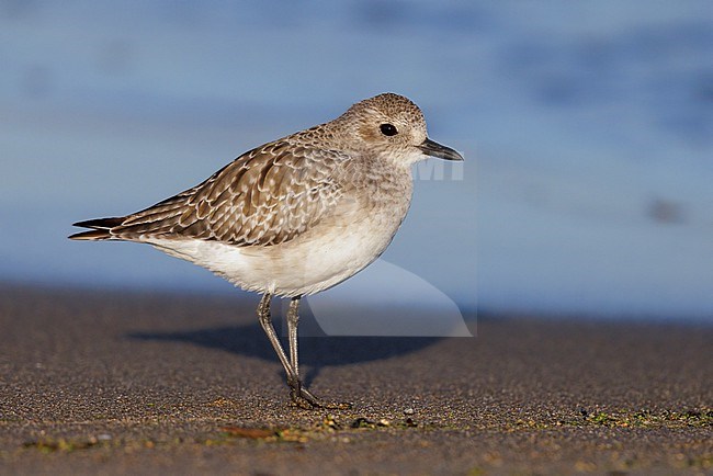 Grey Plover (Pluvialis squatarola), side view of an adult in winter plumage standing on the sand, Campania, Italy stock-image by Agami/Saverio Gatto,