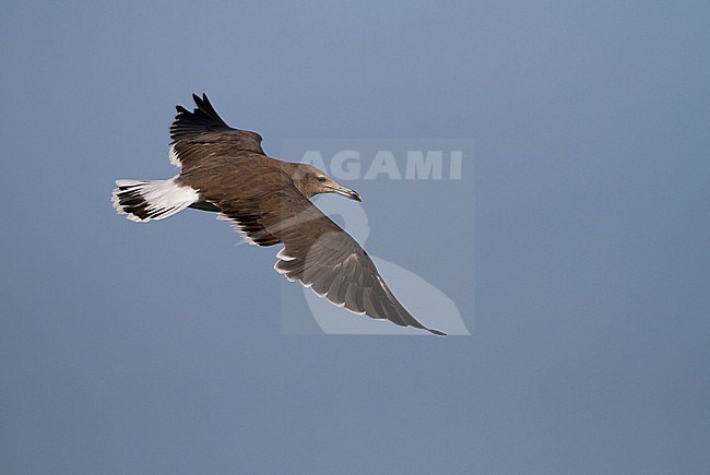 Sooty Gull - Hemprichmöwe - Larus hemprichii, Oman, 3rd cy stock-image by Agami/Ralph Martin,