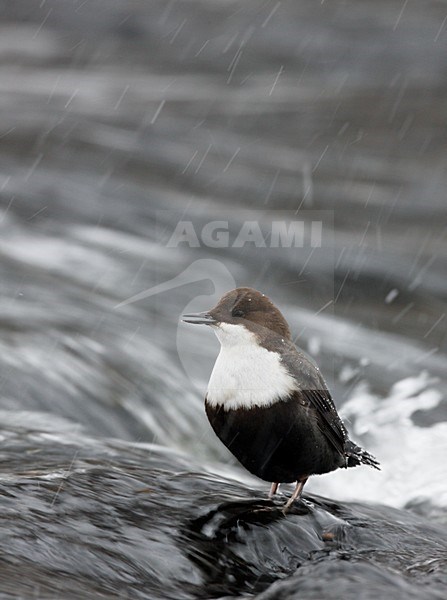 Waterspreeuw in stroomversnelling; White-throated Dipper standing in rapid stock-image by Agami/Markus Varesvuo,