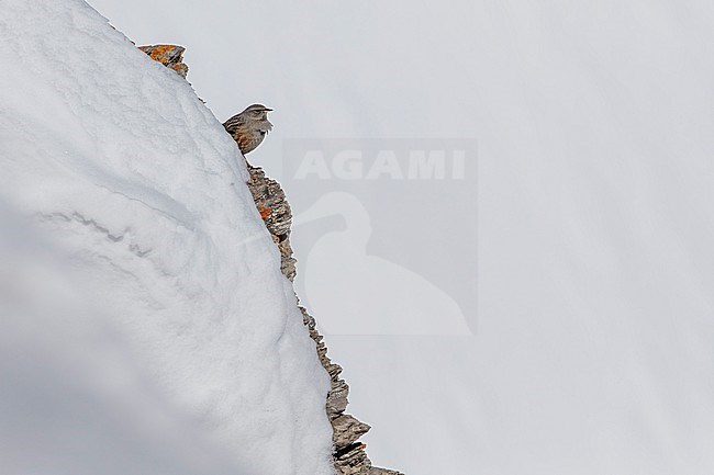 Alpine Accentor (Prunella collaris) sitting in a snow coverd moutain landscape in the swiss alps. stock-image by Agami/Marcel Burkhardt,