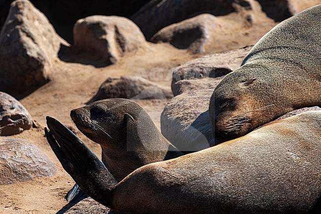 Cape fur seals bask on sand and rocks at Cape Fria. Cape Fria, Skeleton Coast, Kunene, Namibia. stock-image by Agami/Sergio Pitamitz,