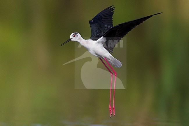 Steltkluut in vlucht; Black-winged Stilt in flight stock-image by Agami/Daniele Occhiato,