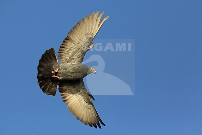 Stadsduif in vlucht, Feral Pigeon in flight stock-image by Agami/Chris van Rijswijk,