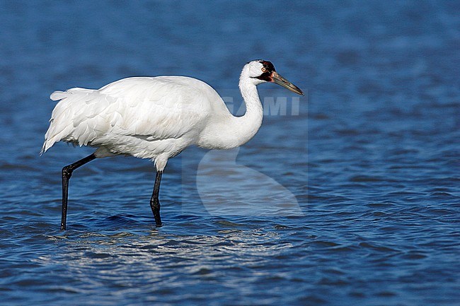 Adult
Aransas Co., TX
January 2009 stock-image by Agami/Brian E Small,