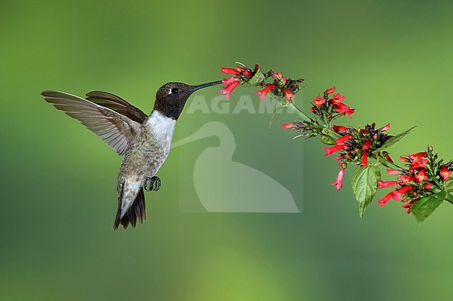 Immature male Black-chinned Hummingbird (Archilochus alexandri) in flight against a green natural background in Brewster County, Texas, USA. stock-image by Agami/Brian E Small,