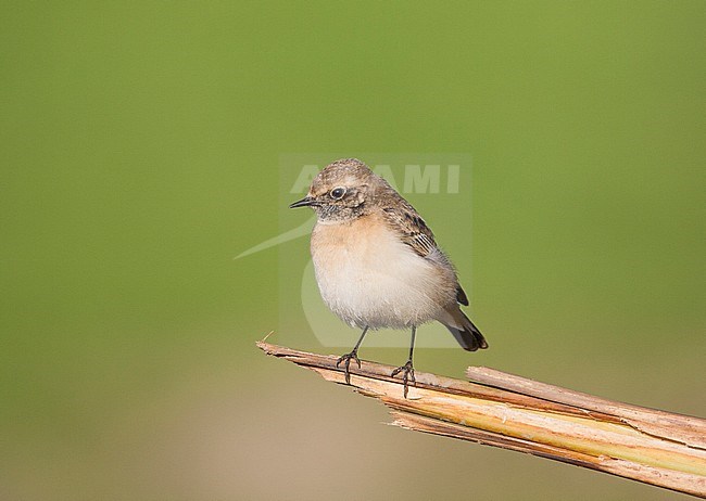 Bonte Tapuit zit op tak; Pied Wheatear perched on branch stock-image by Agami/Menno van Duijn,