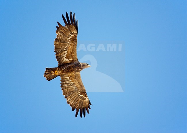 Steppearend in de vlucht; Steppe Eagle in flight stock-image by Agami/Markus Varesvuo,