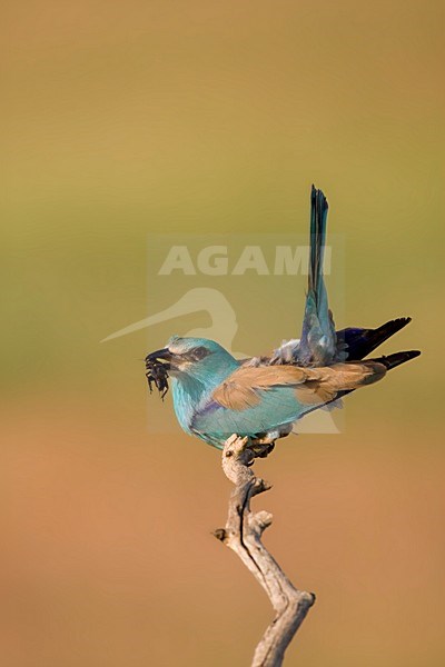 Scharrelaar op de uitkijk; European Roller on perch stock-image by Agami/Marc Guyt,