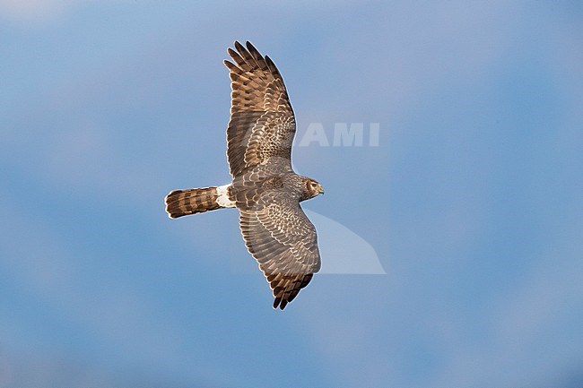 Vrouwtje Blauwe Kiekendief; Female Hen Harrier stock-image by Agami/Daniele Occhiato,