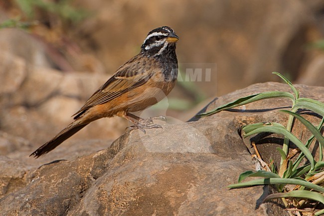 Berggors zittend op rots; Cinnamon-breasted Bunting perched on a rock stock-image by Agami/Daniele Occhiato,