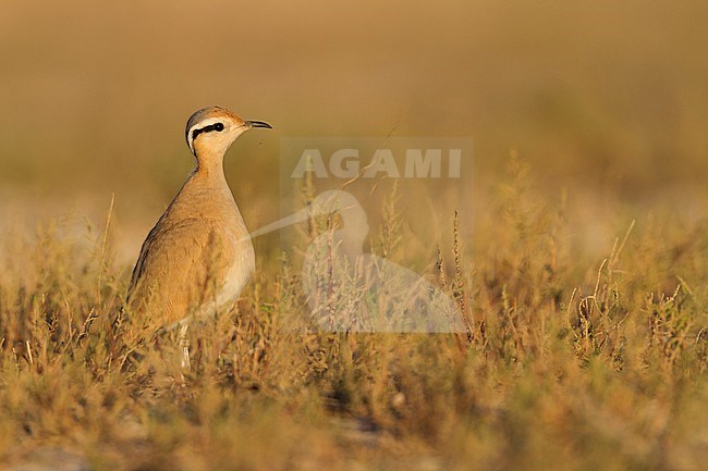 Cream-coloured Courser - Rennvogel - Cursorius cursor ssp. cursor, Morocco, adult stock-image by Agami/Ralph Martin,