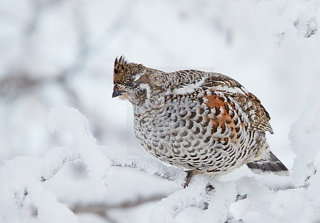 Hazelhoen foeragerend in de sneeuw, Hazel Grouse foraging in the snow stock-image by Agami/Markus Varesvuo,