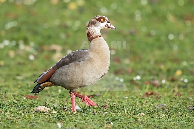 Adult male Egyptian Goose (Alopochen aegyptiacus) walking on grass in Maelaerts Lake, Wolluwe Saint Lambert, Brussels, Brabant, Belgium. stock-image by Agami/Vincent Legrand,