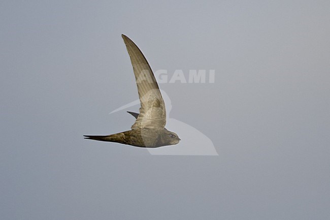 Common Swift flying; Gierzwaluw vliegend stock-image by Agami/Daniele Occhiato,