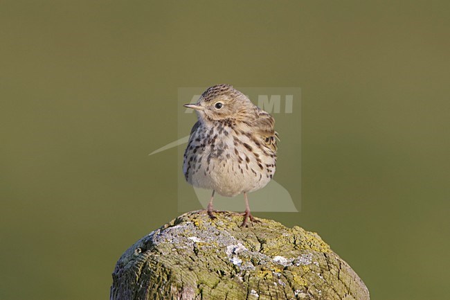 Graspieper zittend op paal; Meadow Pipit perched on pole stock-image by Agami/Arie Ouwerkerk,