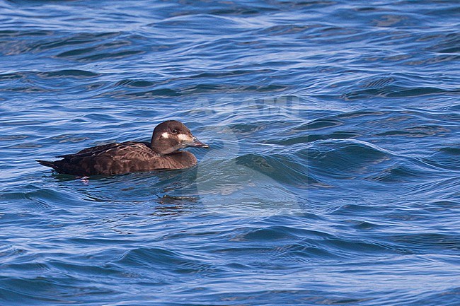 Stejneger's Scoter in Hokkaido, Japan stock-image by Agami/Stuart Price,